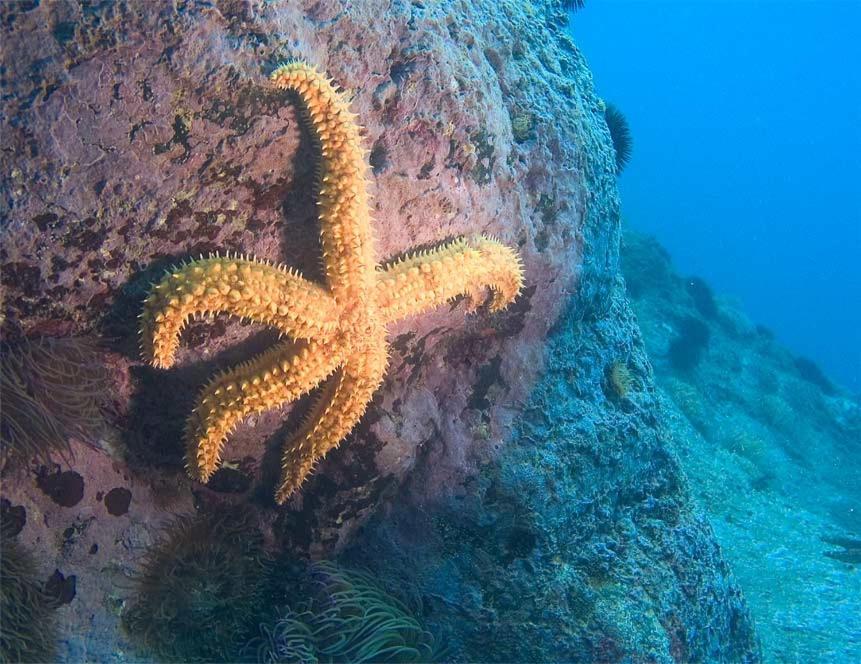 Jardines Del Mar Salobrena Διαμέρισμα Εξωτερικό φωτογραφία